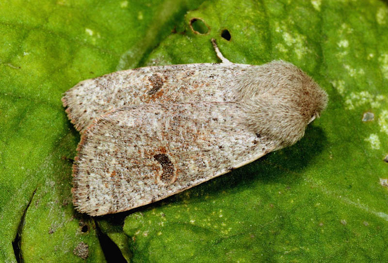 Orthosia puntuale - O. cruda